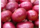 Red Onion Suppliers in Maharashtra
