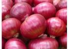 Red Onion Suppliers in Karnataka