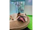 All Dogs Rock | West Palm’s #1 Pet Paradise | 