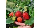 Buy Premium Strawberry Plants for Sale in India – Sheel Biotech