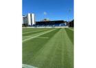 Sports grass seed 