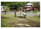 Tree Planting | Trees for Sale | Buy Direct from Farm with Delivery
