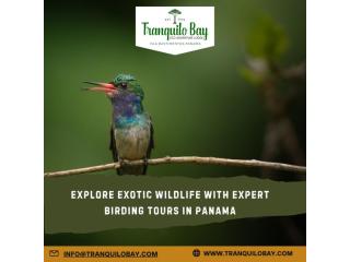 Explore Exotic Wildlife with Expert Birding Tours in Panama Explore Exotic Wildlife with Expert Birding Tours in Panama