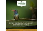 Explore Exotic Wildlife with Expert Birding Tours in Panama
