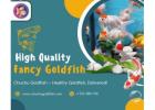 High Quality Fancy Goldfish