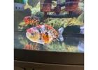 Buy Gold Fish Online USA