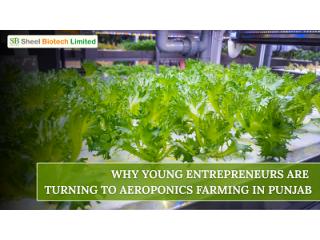 Why Are Young Entrepreneurs Turning to Aeroponics Farming in Punjab? Why Are Young Entrepreneurs Turning to Aeroponics Farming in Punjab?