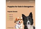 Puppies for Sale in Bangalore – Ethical & Healthy Breeds at Aubree