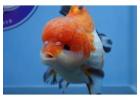 Live Fancy Goldfish for Aquariums