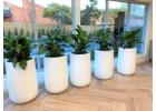 Hire Plants for Offices and Events to Create a Fresh Green Environment