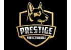 Trained Family Protection Dogs for Sale | Prestige Protection Dogs