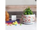  Elevate Your Interiors with Wallmantra Indoor Plant Pots
