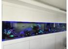 Dive into Excellence with Oasis Aquariums in Sydney
