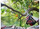 Tree Trimming Pruning Sydney