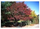 Redmond American Linden Tree