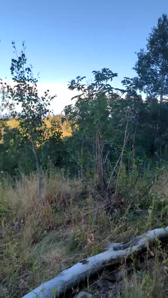Playing in the Yard